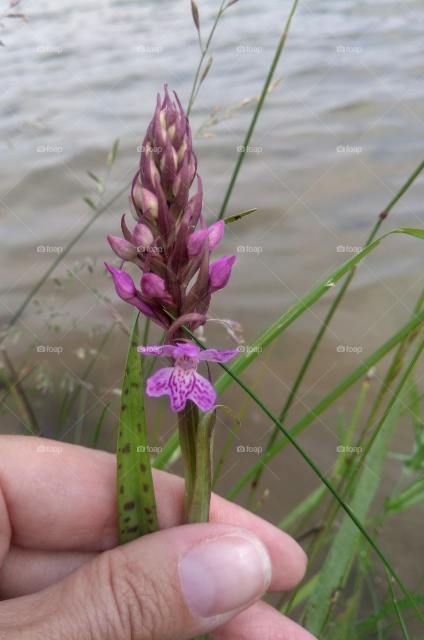 purple flower un hand on a lake shore summer landscape