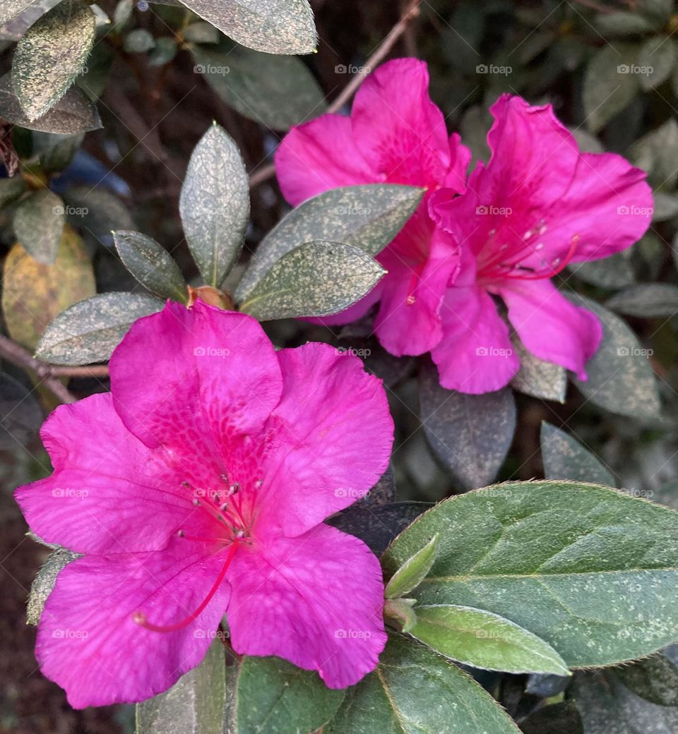 🌹 🇺🇸 Very beautiful flowers to brighten our day.  Live nature and its beauty. Did you like the delicate petals? / 🇧🇷 Flores muito bonitas para alegrar nosso dia. Viva a natureza e sua beleza. Gostaram das pétalas delicadas? 