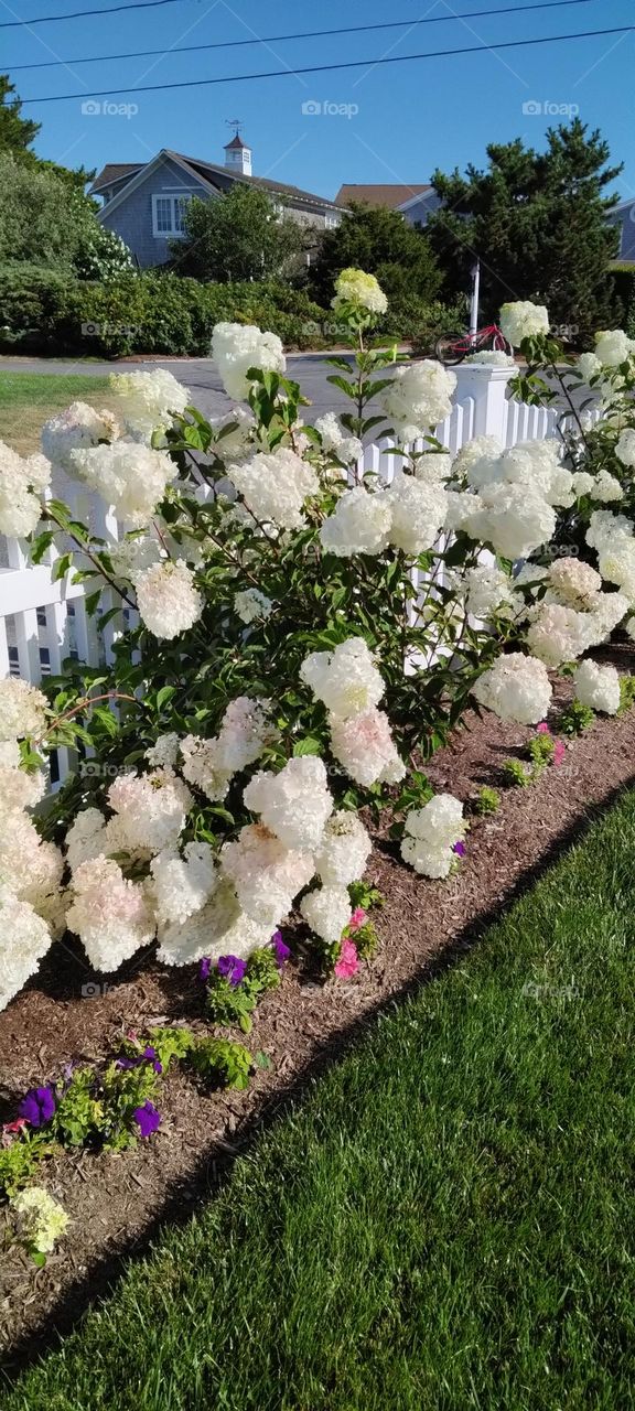 Cape Cod Hydrangeas