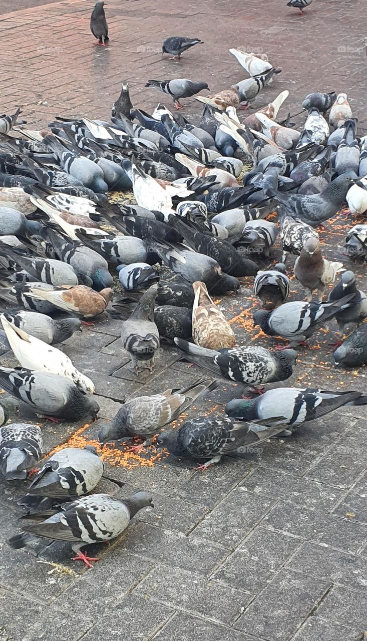 a bunch of pigeons having their breakfast :-)