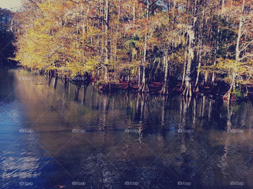 Golden leaves of the Cypress trees reflecting into the water of the Wetlands.
