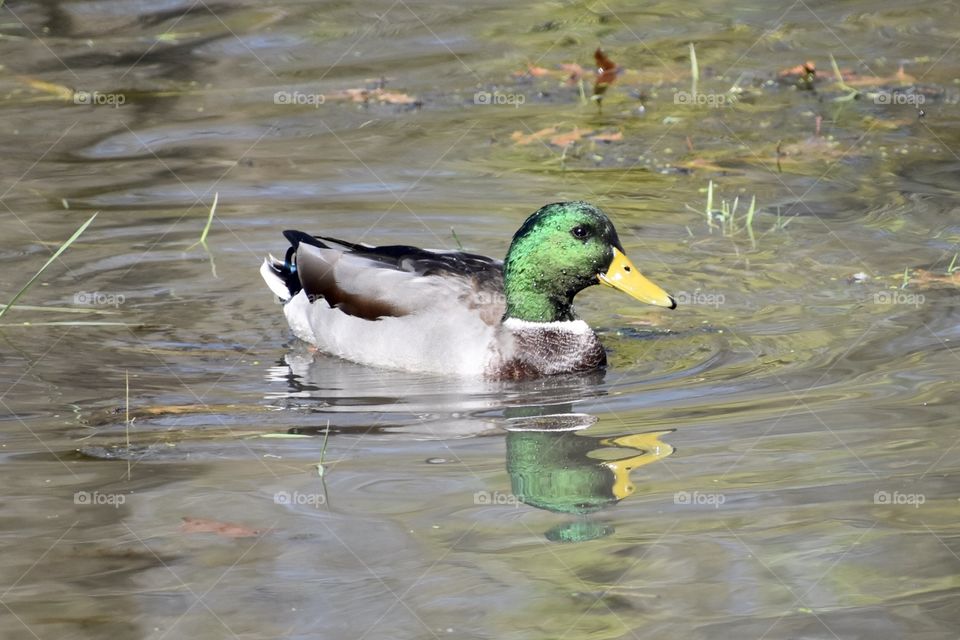 Droplets on Duck feathers