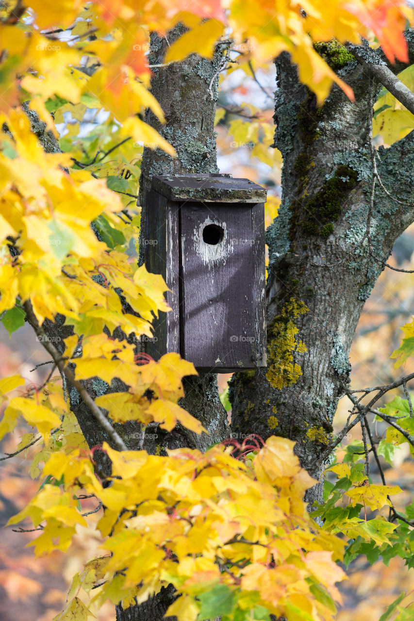 Birdhouse in colorful maple tree in early autumn 
