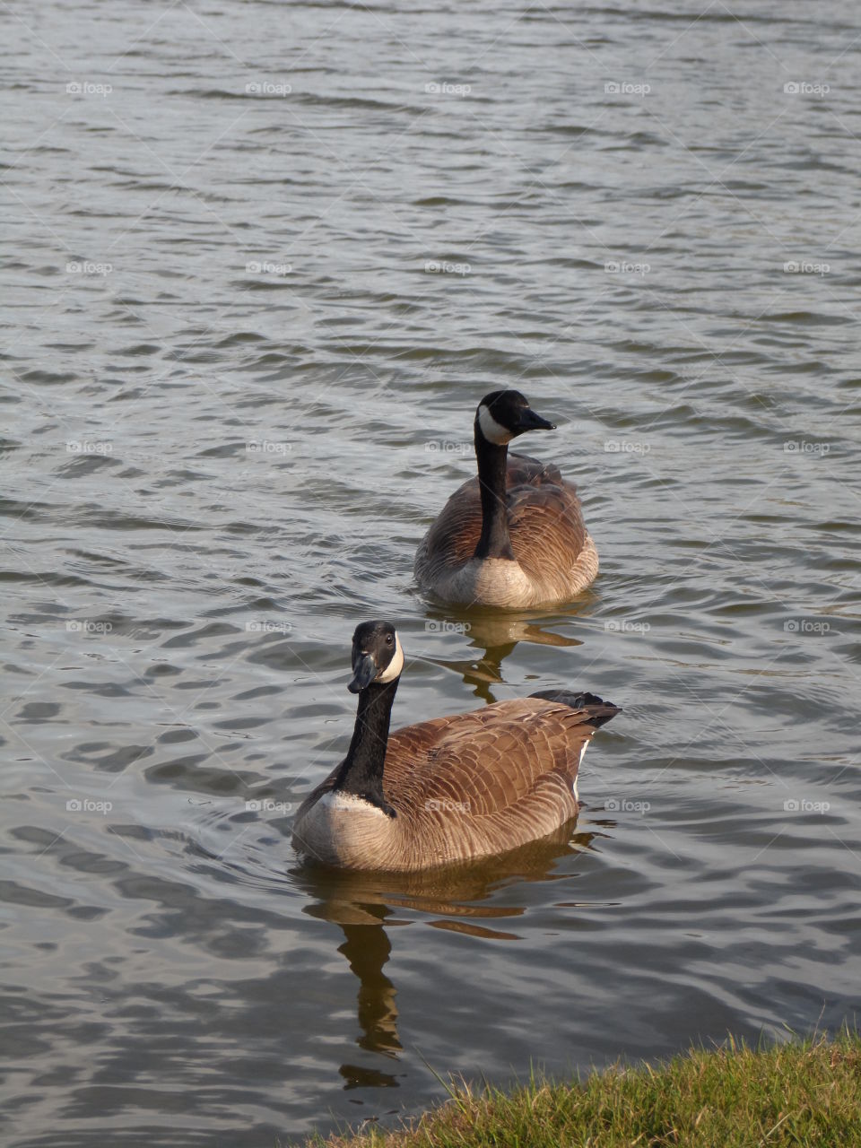 Canadian geese visiting. geese floating towards me