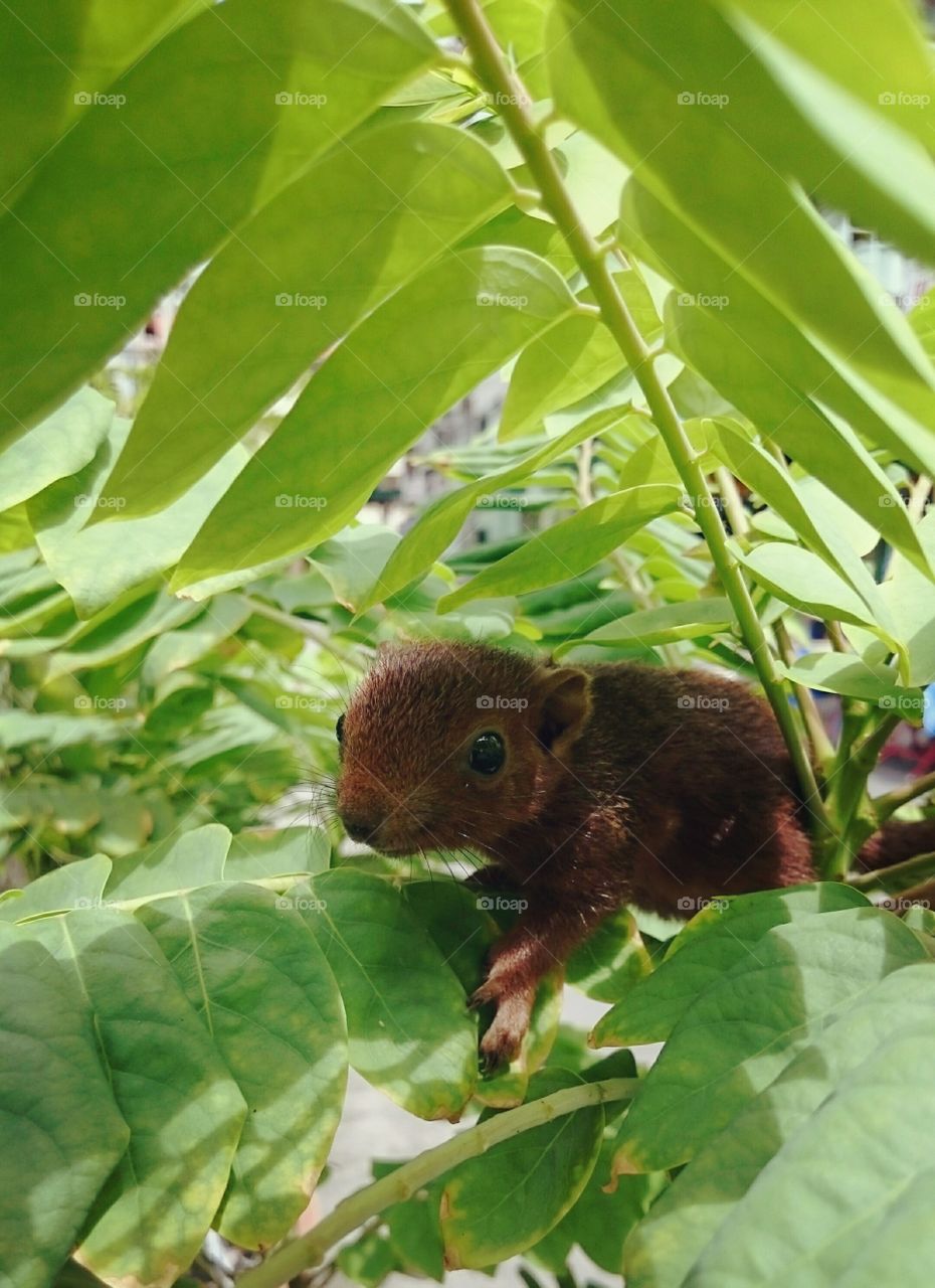Nature, Little, Wildlife, Leaf, Outdoors