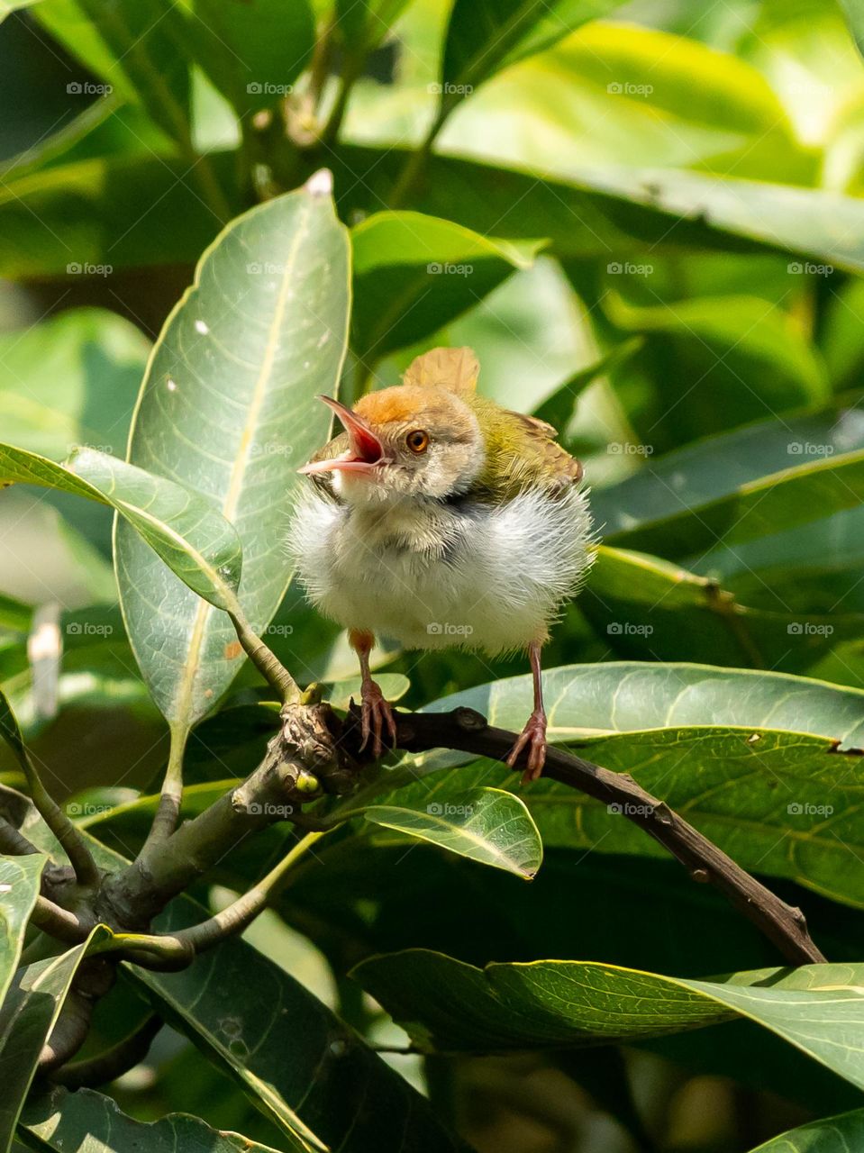 Perching