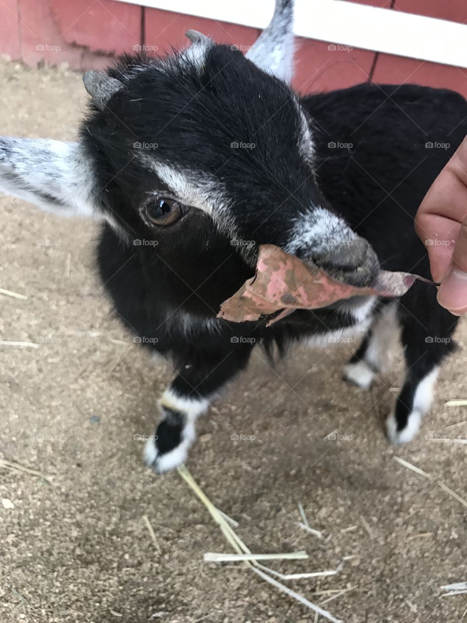 Goats love leaves!