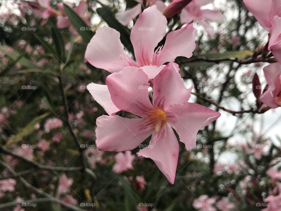 Blossoms in Australia, December 2016