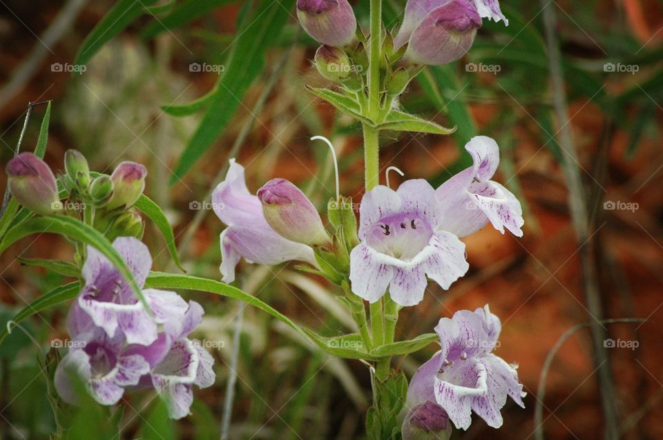 penstemon