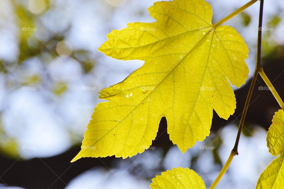 close up of yellow color fall leaves with blue background