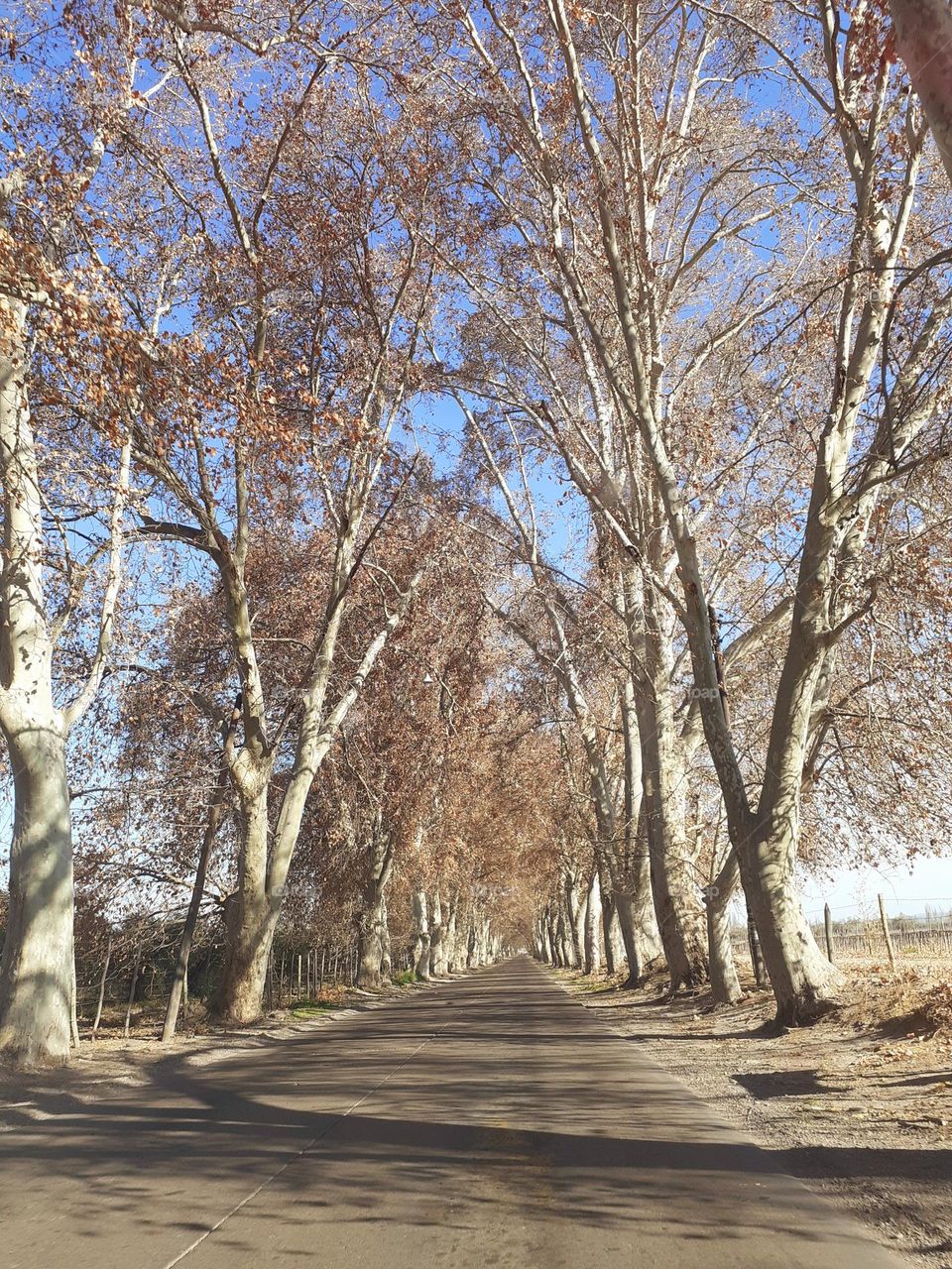 un camino otoñal