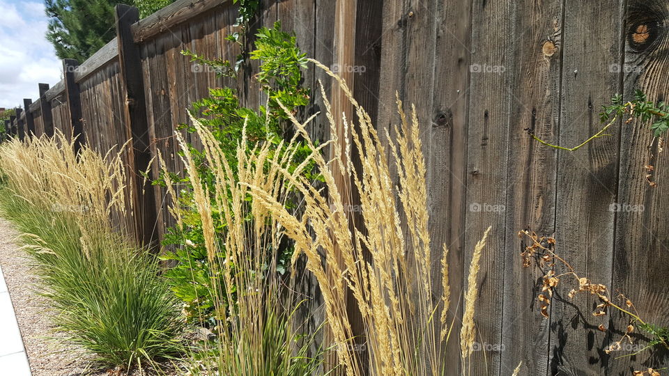 Tall grasses along a fence