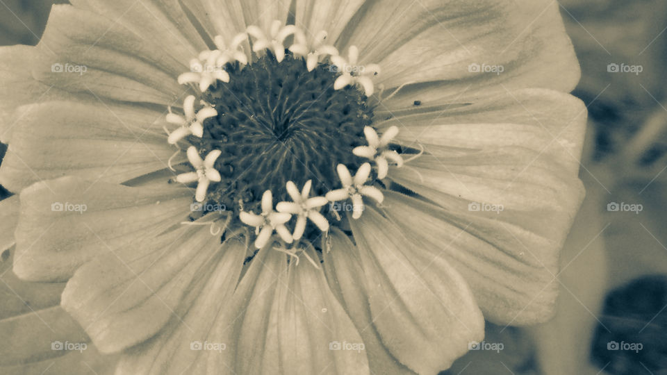 Flower, Nature, No Person, Flora, Closeup