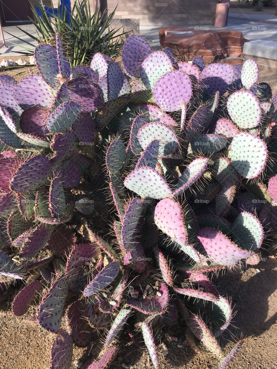 Close-up of cactus plant