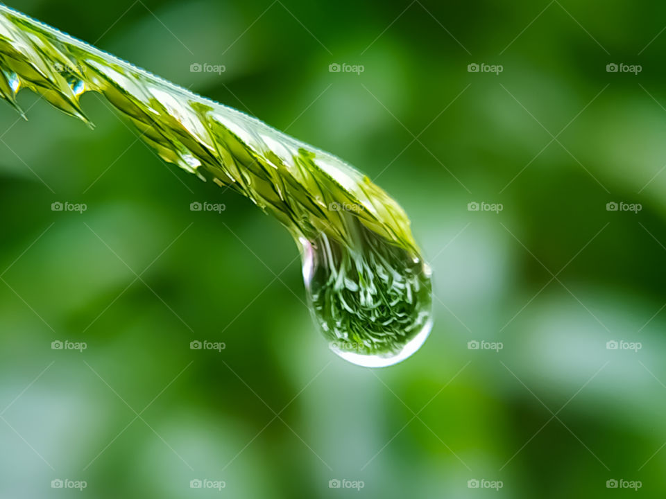 Fresh grass with dew drops close up. Beautiful nature