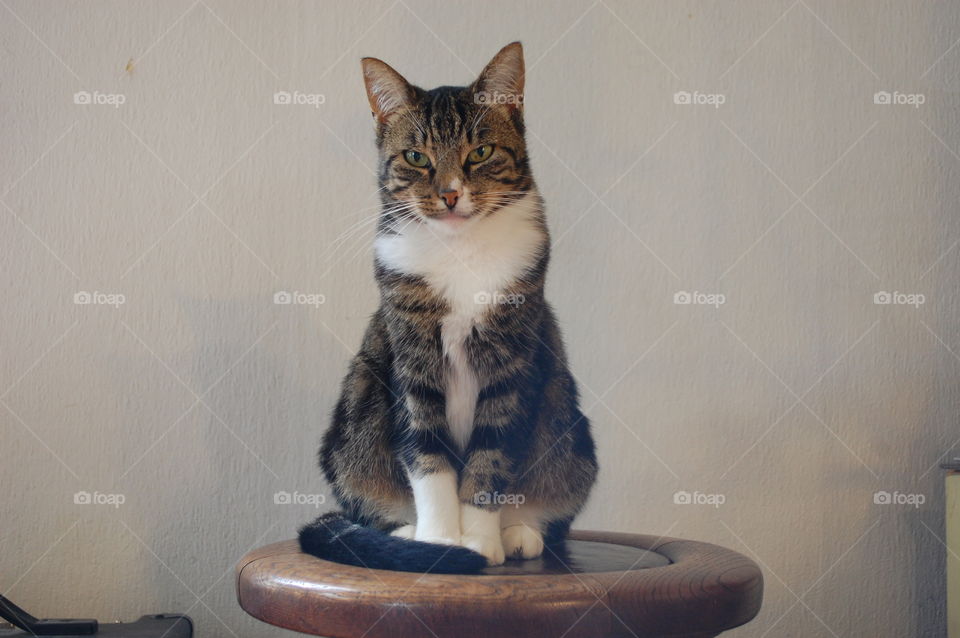 cat on pianochair