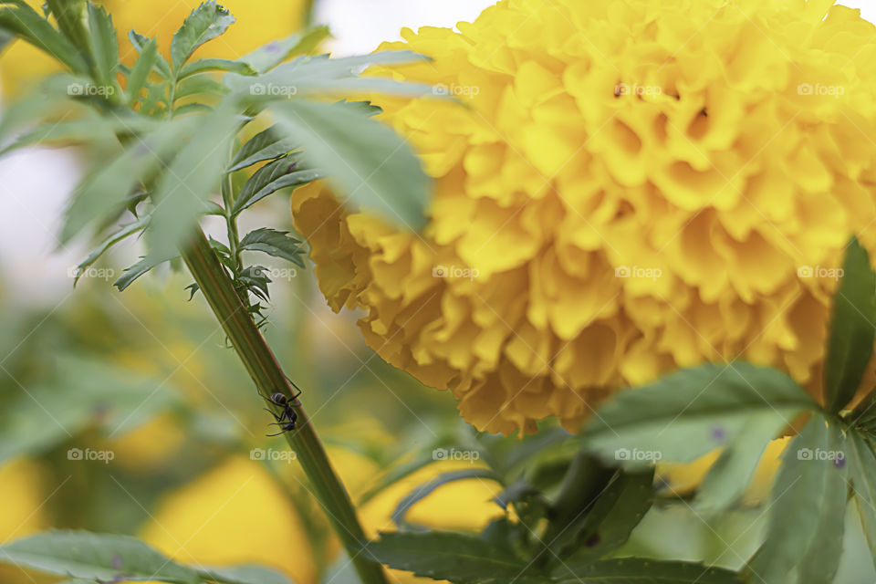 Ant on Yellow Marigold  flowers or Tagetes erecta in garden.