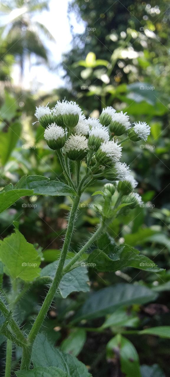 wild forest natural flower