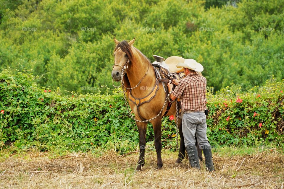 Cowboy Saddling His Horse