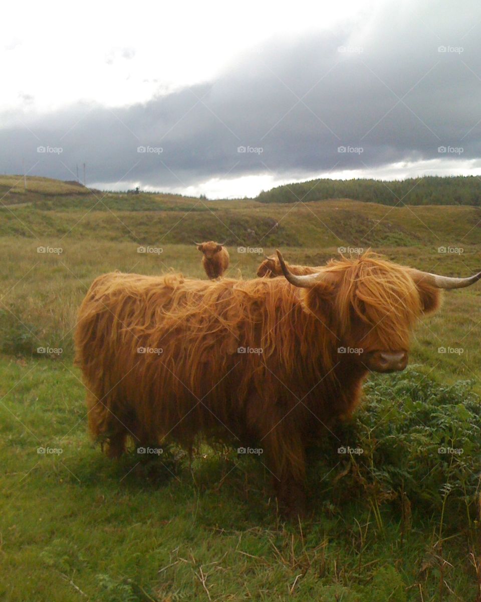 scottish cow in the isle of Mull