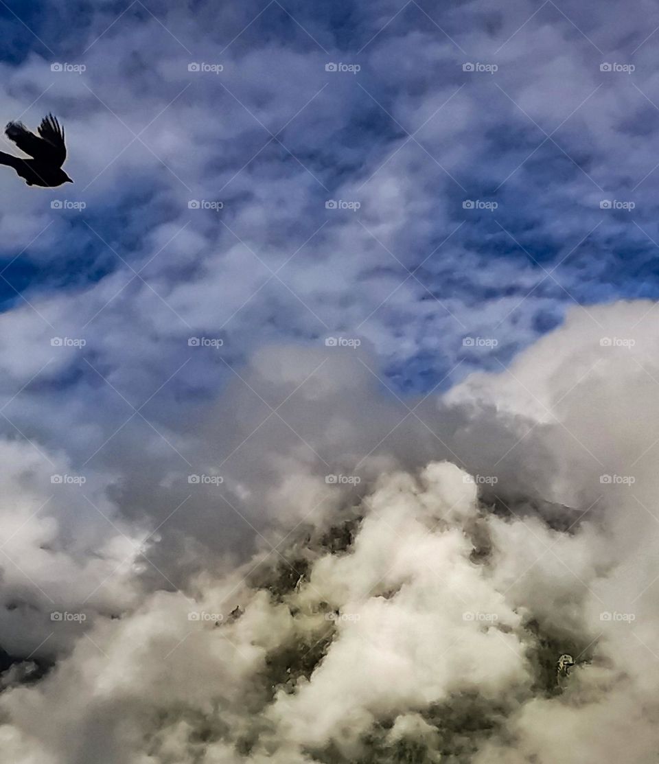 A bird flying over clouds