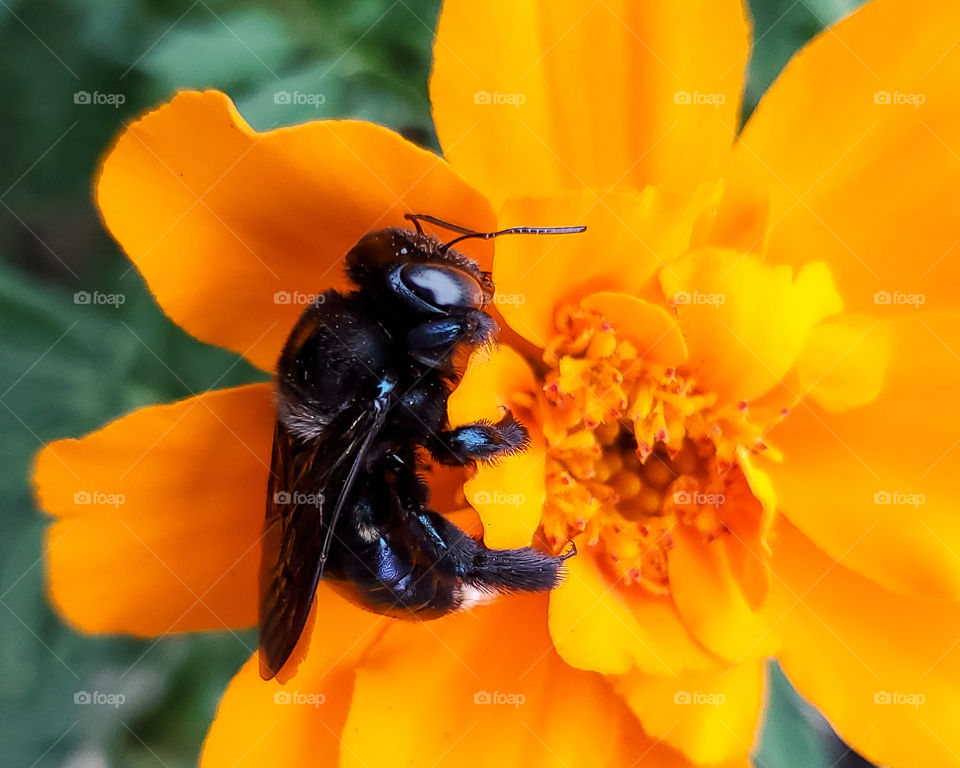 Close up of a black carpenter bee feeding on the nectar of a bright orange-yellow French marigold.