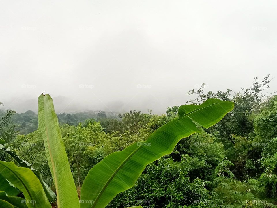 *Ravarma* Art of nature, Mountain clouds, Rain clouds, Banana tree