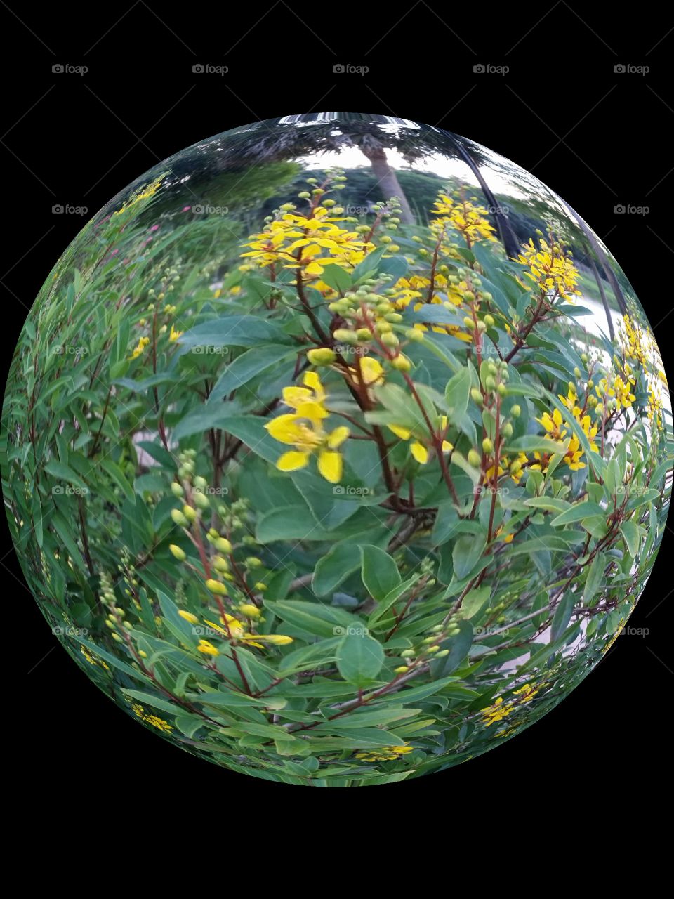 Yellow Flower Sphere. Took this at Cranes Roost in Altamonte Springs Florida