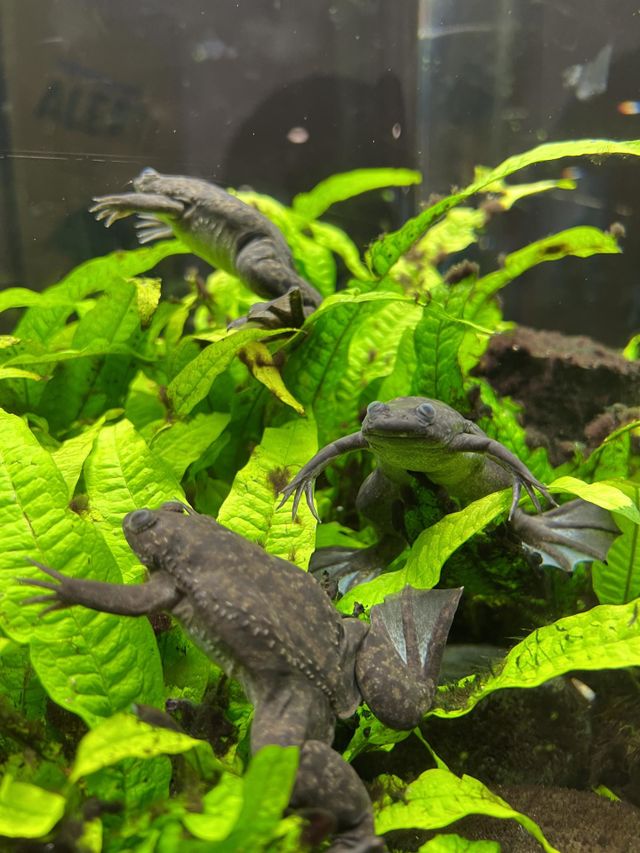Tiny frogs 