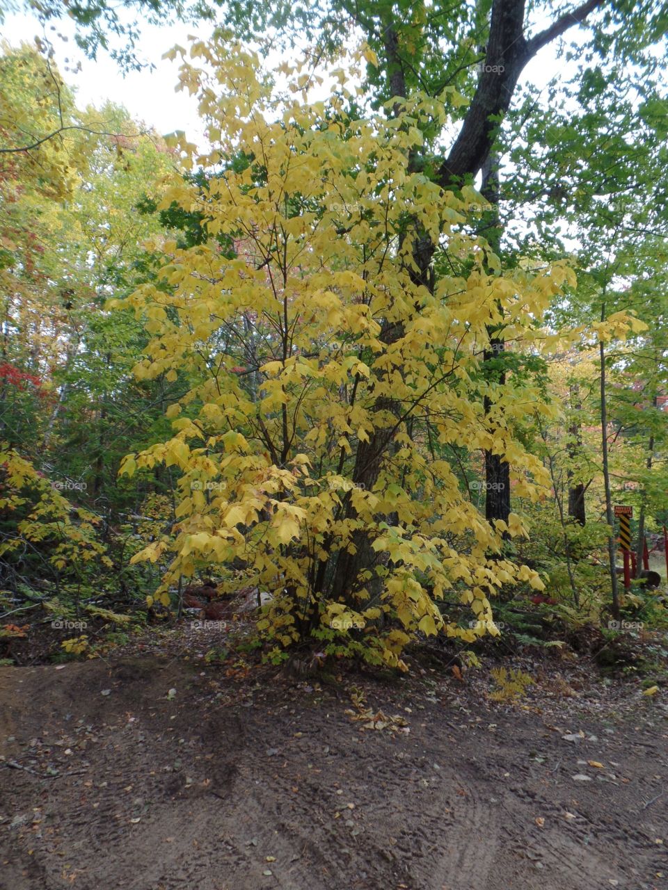 Drummond Island, Michigan 