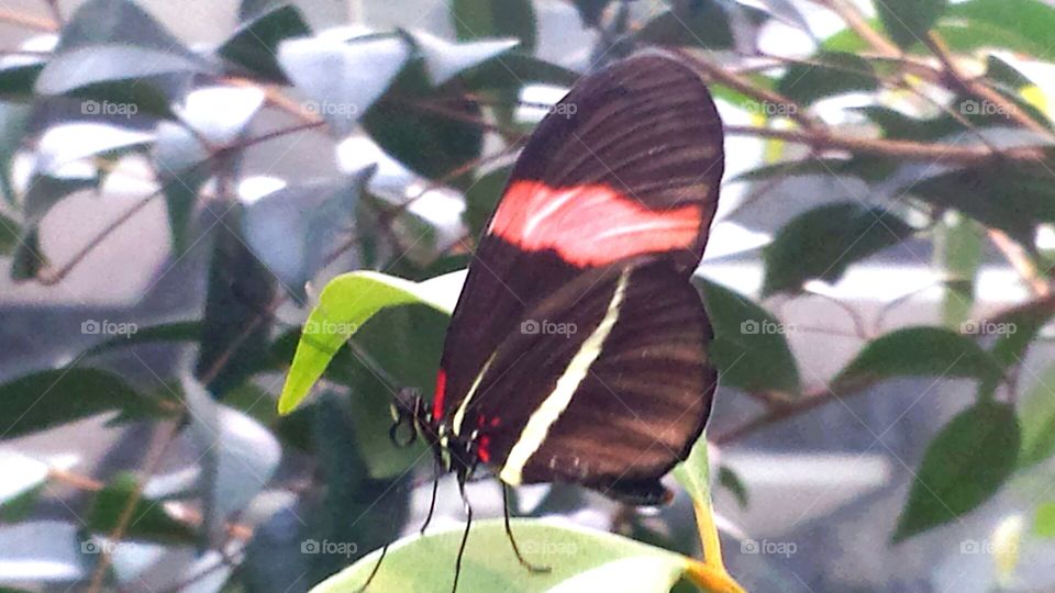 black and red butterfly