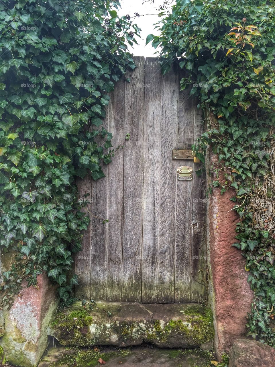 Vine on wooden door