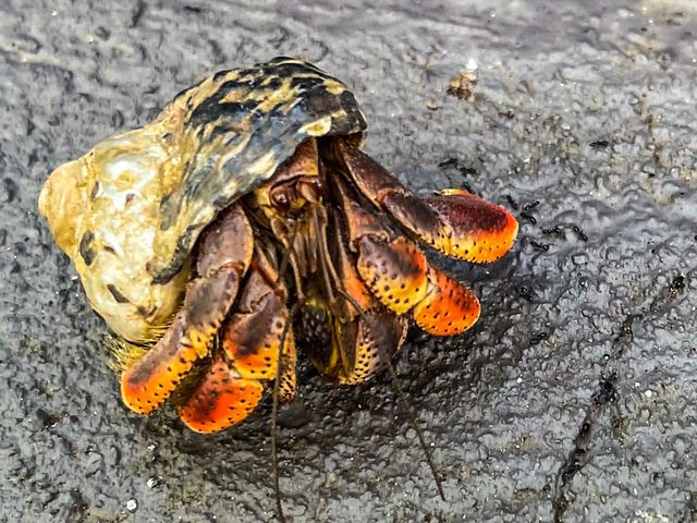 Colorful crab taking a stroll in the virgin islands