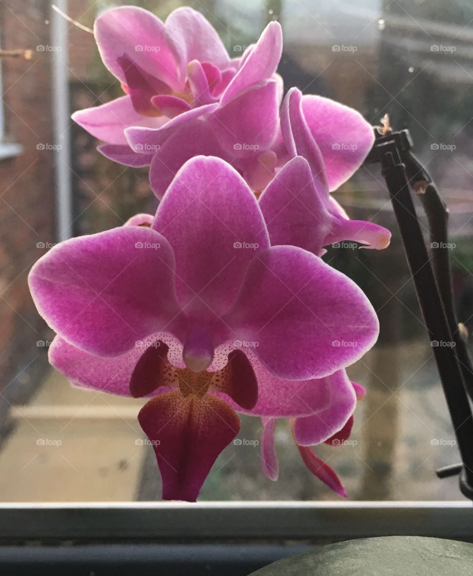 Close up view of two tone pink orchid flowers on a plant inside the house 