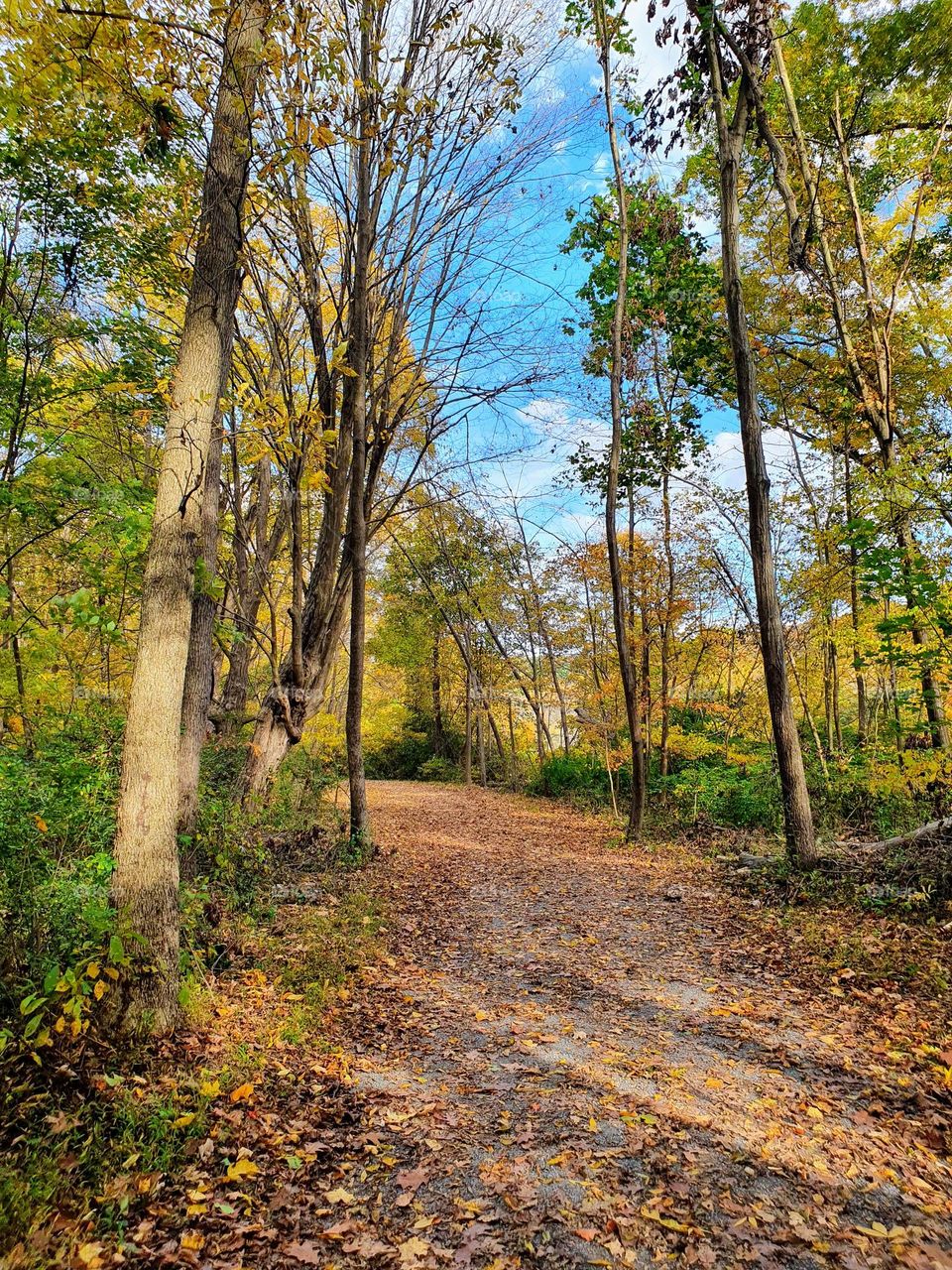 Autumn park