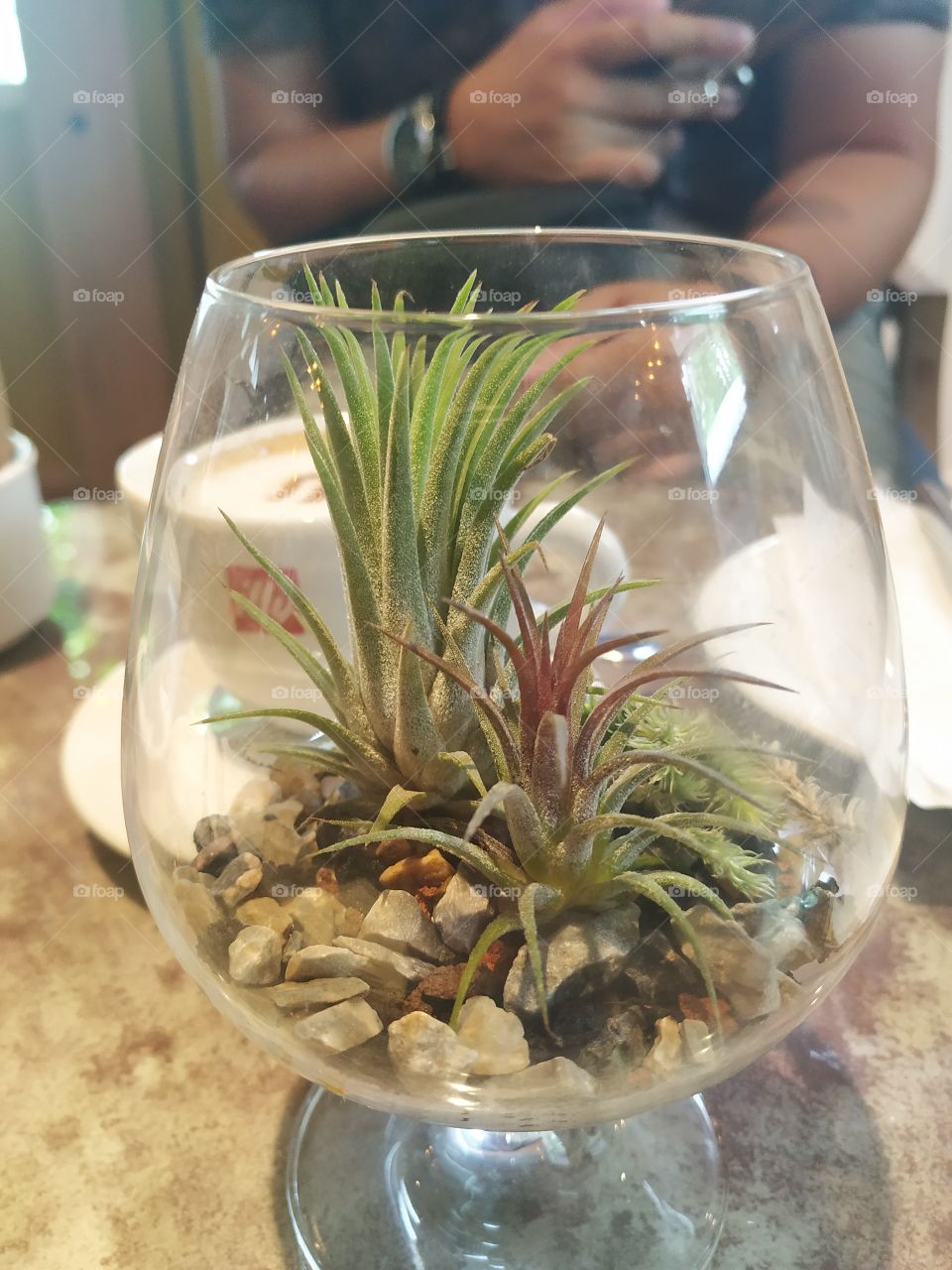 Miniature Garden in Glass