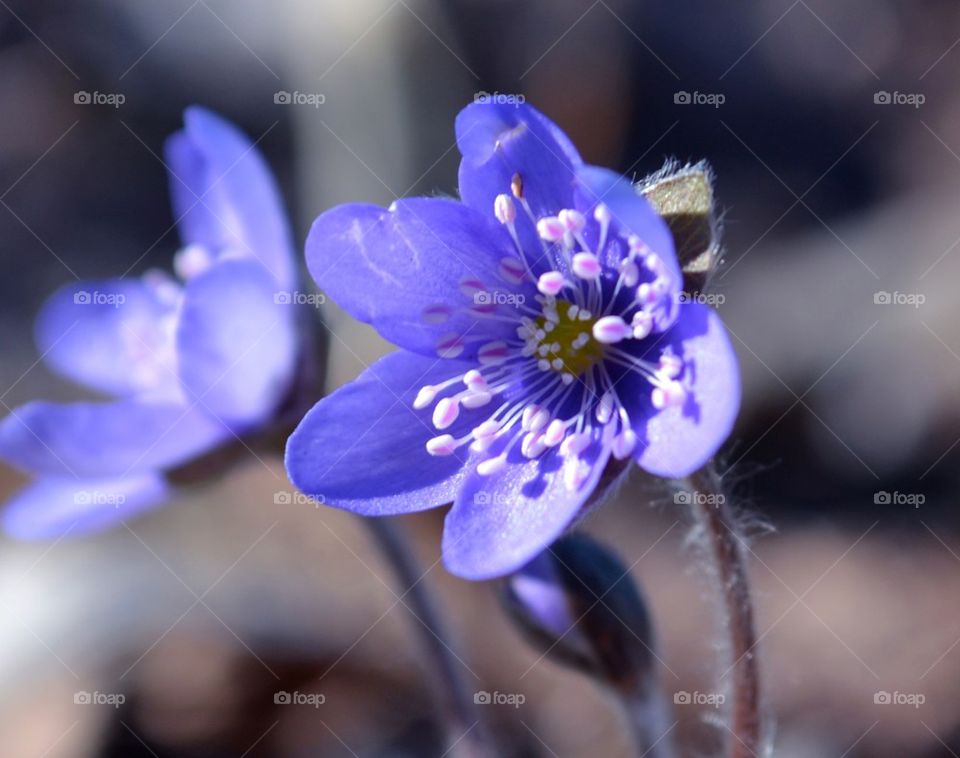 Anemone hepatica