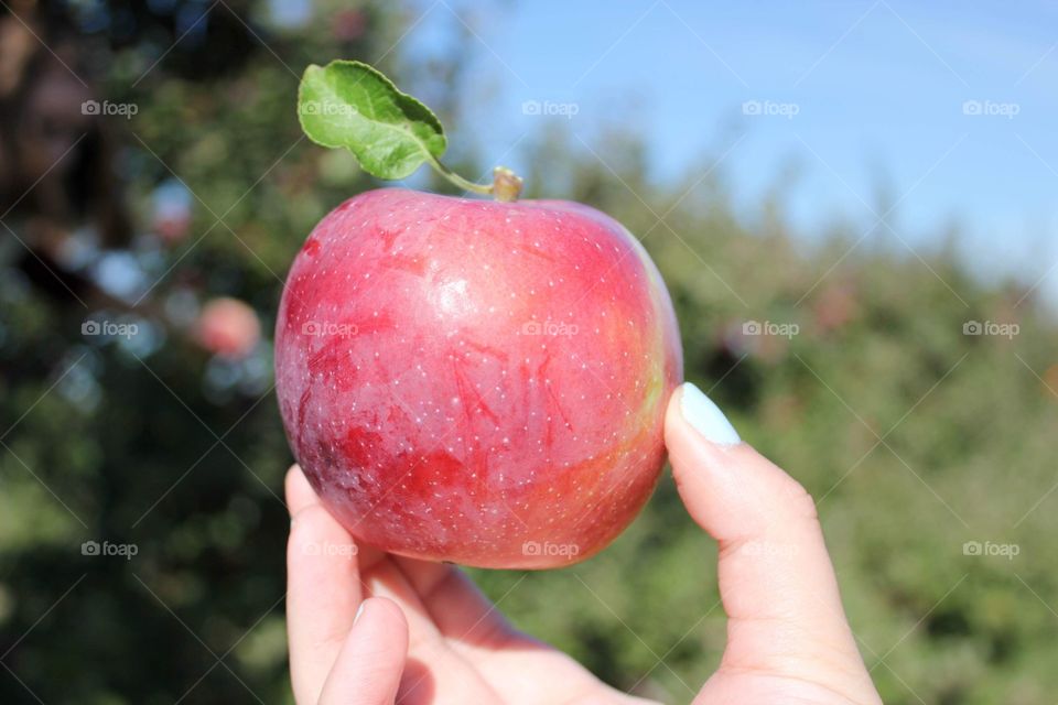 An apple being held after being freshly picked