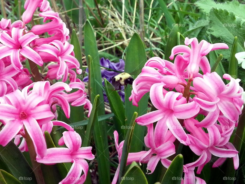 Flight of The Bumblebee 2. A bumblebee flying from one flyer to another.