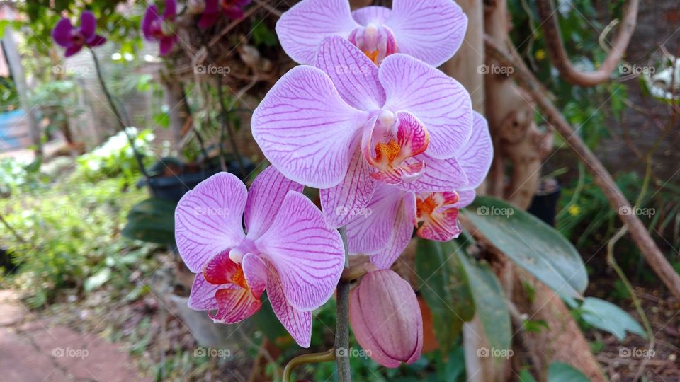 Orquídeas com flores rosas suaves no quintal da casa de minha mãe.