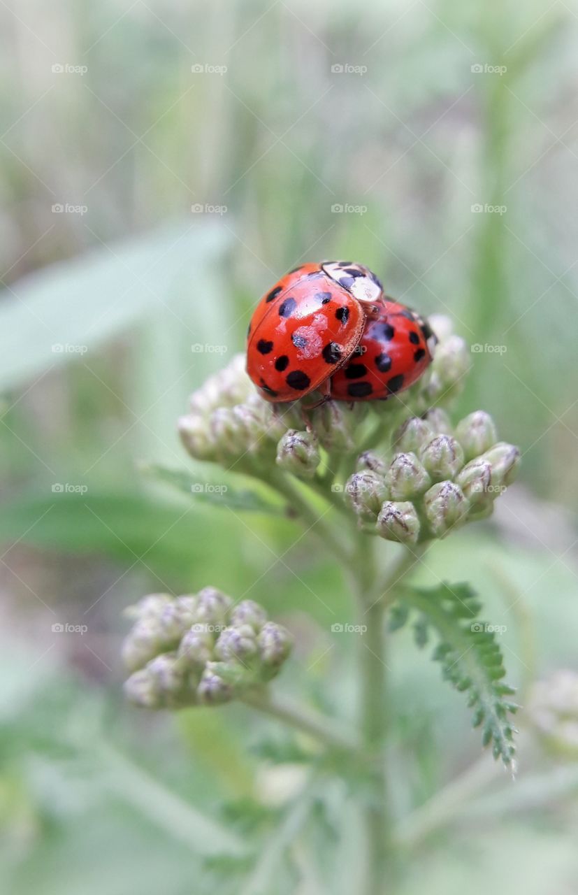 Two ladybugs matting on the flower