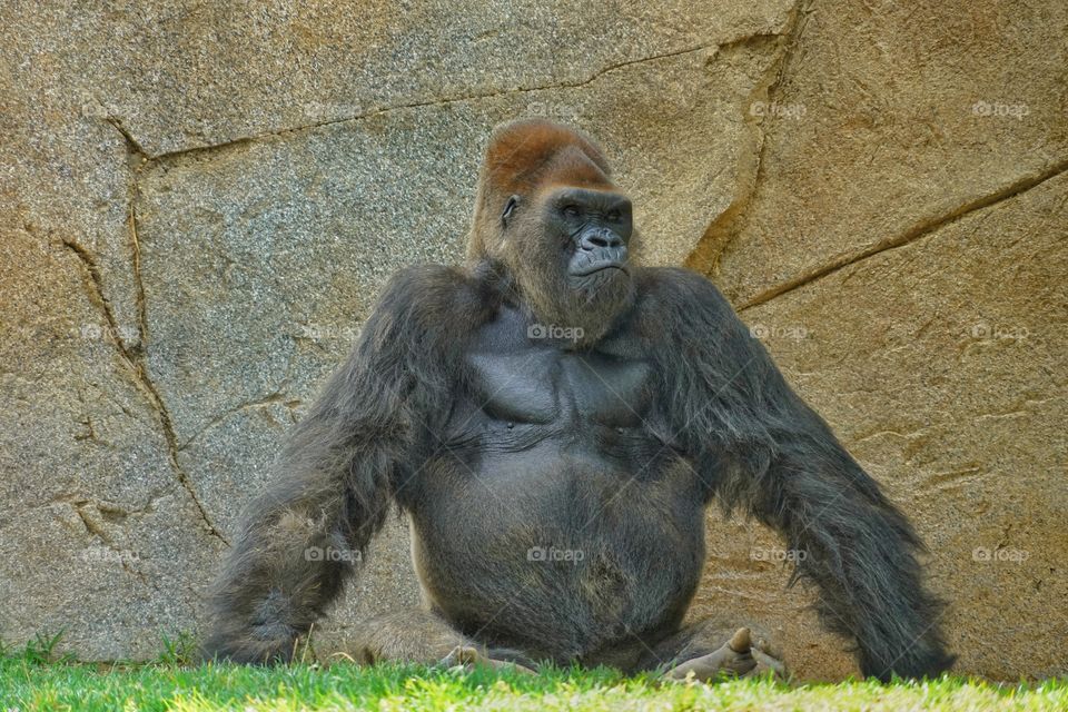 Silverback Gorilla 