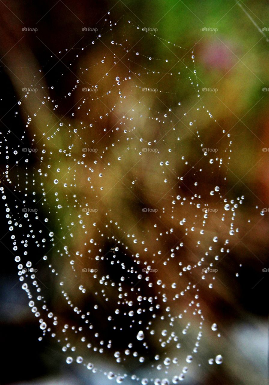 water beaded web