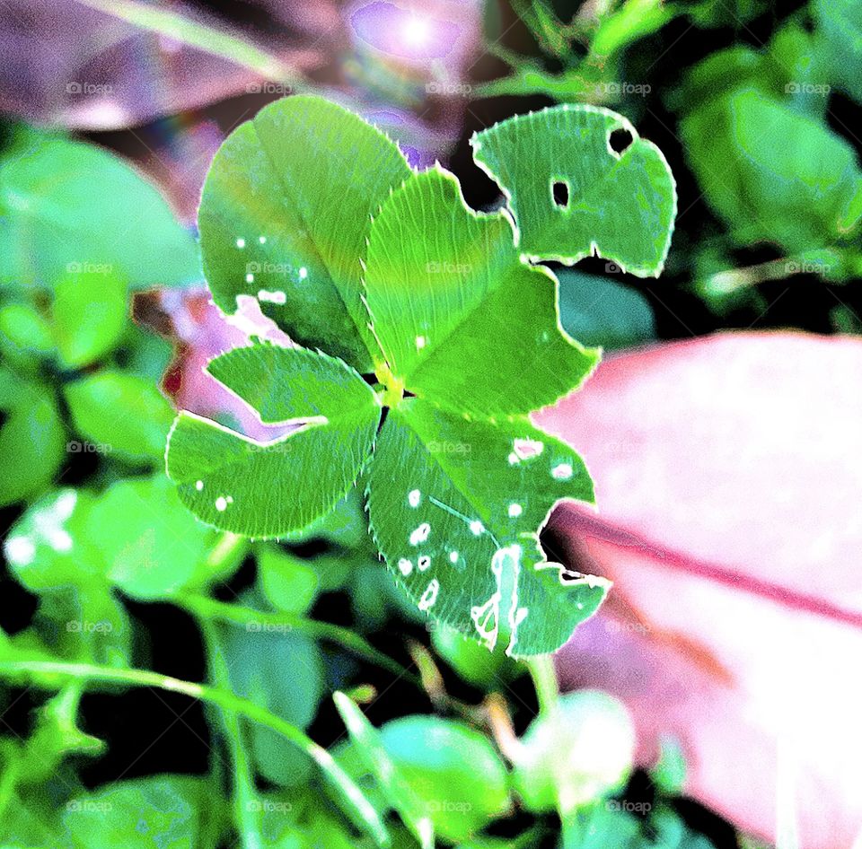 quatrefoil