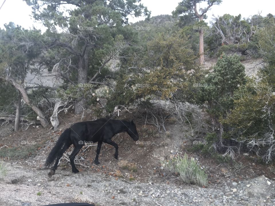 Mount Charleston Wild Horse . This is a wild horse going to the mountains, this was cool because the horse never came to the vehicle.