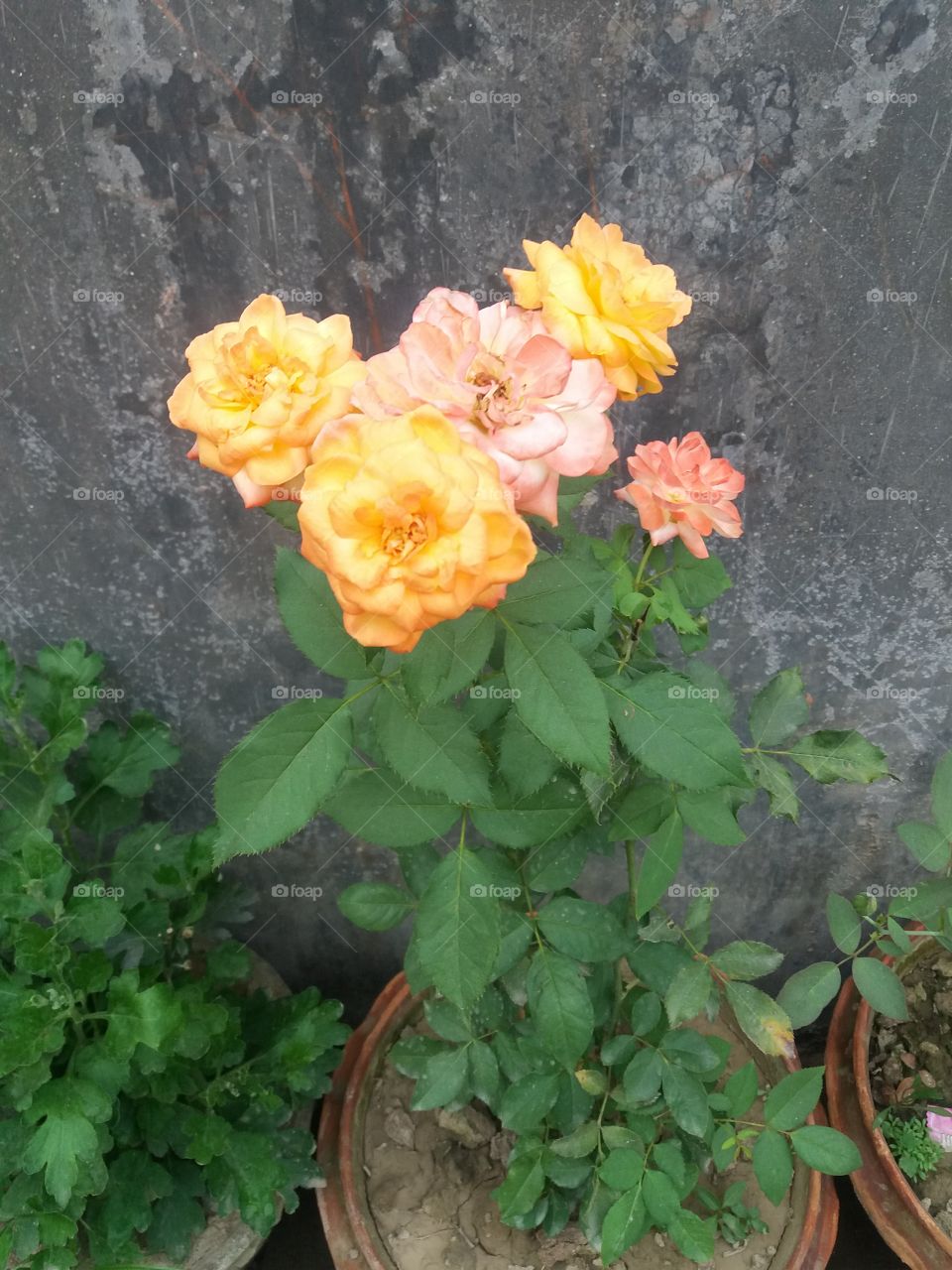 flower of my garden