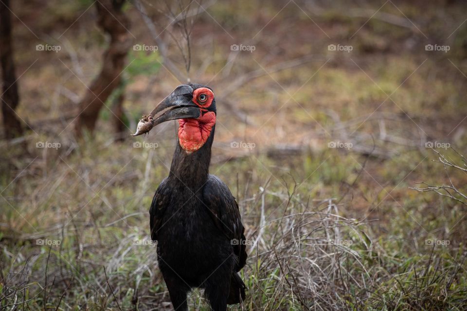 Ground Hornbill with a snack