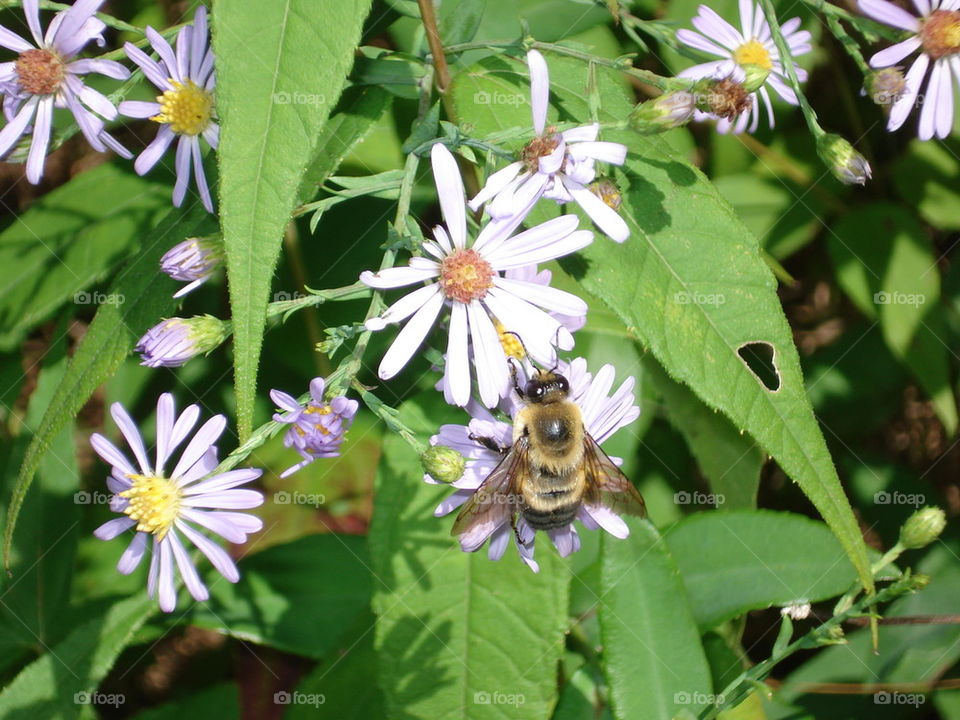 spring bee