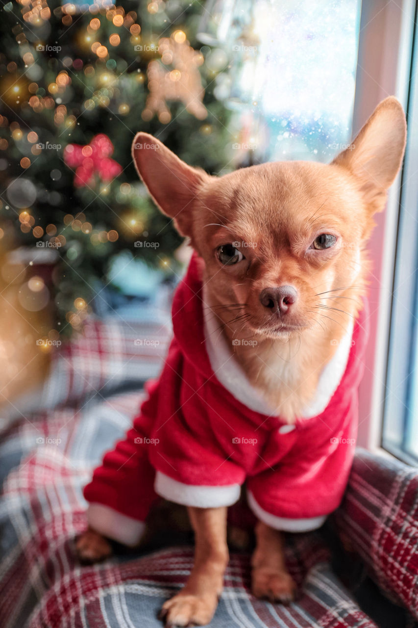Little red dog in Santa costume