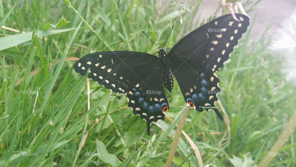 Butterfly